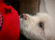 Wholesome Whole Wheat Mocha Cake with Brown Sugar White Chocolate