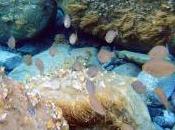 Under Different Seas Eolie Islands, Sicily