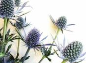 Sunday Bouquet: Thistle