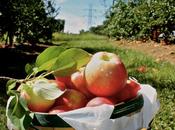 Apple Picking Stony Hill Farms