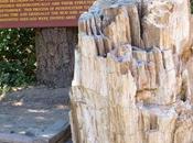 PETRIFIED FOREST: Three Million Year Redwoods Turned Stone, Calistoga, California