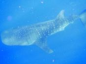 Snorkeling With Largest Fish Ocean Whale Shark