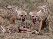 Could Unmasking Sonny Reagan Foundation Fall Riley Machine?