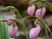 Pink Lady’s Slipper Cypripedium Acaule