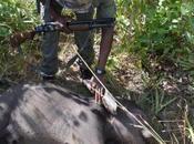 Killing Elephants Profit