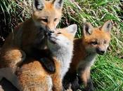 Releases Foxes from Iowa Farm