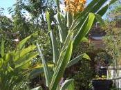 Hedychium Coccineum ‘Tara’