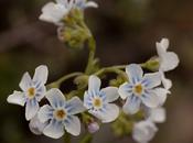 Mountain Forget-Me-Not Myosotis Asiatica