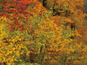Running Fall: When Autumn Upon
