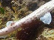 Study Shows Sharks Have Personalities