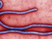 Admits Theory” Ebola Transmitted