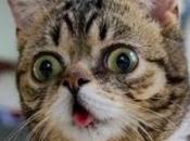 Conservatives Liberals Smell Different