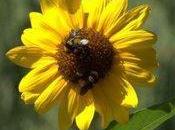 Citizen Naturalist Opportunities