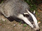 Sabotaging Badger Cull