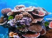 Saving Caribbean Coral Reefs