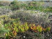 Turning Darwin Solve Mystery Invasive Species