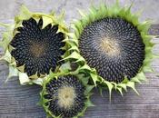 Benefits Uses Sunflower Seeds Skin, Hair Health