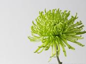 Studio: Green Chrysanthemums