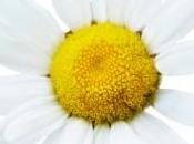 Chamomile