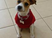 Woolly Pullies Dirty Doggies