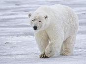 Polar Bears Force Halloween Celebration Indoors Canadian Community