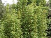 Semiarundinaria Fastuosa