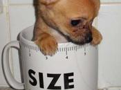 Cutest Images Pups Cups