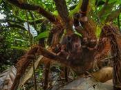 This Giant Spider Will Make Your Arachnophobia Much Worse