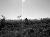 Emergence Gray Scale Outdoors