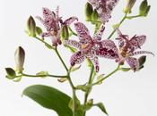 Studio Toad Lilies