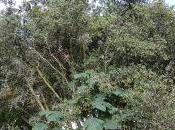 Crinodendron Patagua