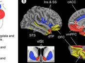 Amygdala Three Brain Networks Supporting Social Life.