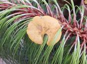 Wisdom from Fallen Leaves