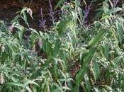 Rostrinucula Dependens