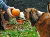 Photos: Autumn Loving Dogs Pumpkin Patch