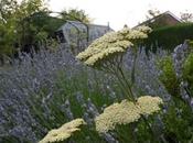 Lavender Achillea Winning Combination
