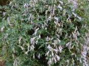 Aconitum Episcopale