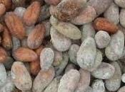 Cocoa Bean Ghana .... Price Chocolates Likely