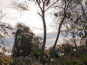 Trees Basking