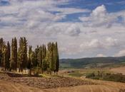 Cypress Trees Quirico D’Orcia