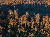 Developer Coalition Attempts Strip Tasmanian Forest Protection