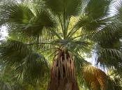Washingtonia Filifera