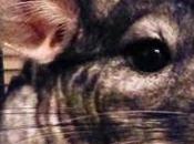 Story Chinchillas Photos