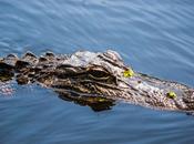 Buzzing Through Bayou with Pearl River Tours