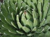 Agave Victoriae-reginae
