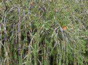 Callistemon Phoeniceus