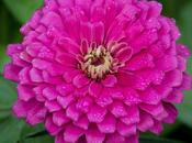 Zinnias Brighten Your