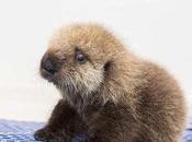 Baby Otter Named