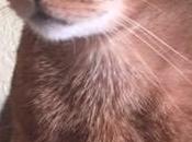 Genes That Turned Wildcats into Kitty Cats.