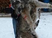 Issues Deadly Permit Wolf Derby